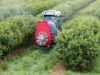 Dragone K2 beim spritzen auf Beerenplantage