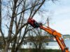 TREE HUGGER Fällgreifer kneift Baum ab
