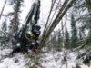 Fällgreifer fällt Baum im Wald