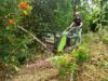 MOX Geräteträger fällt Baum