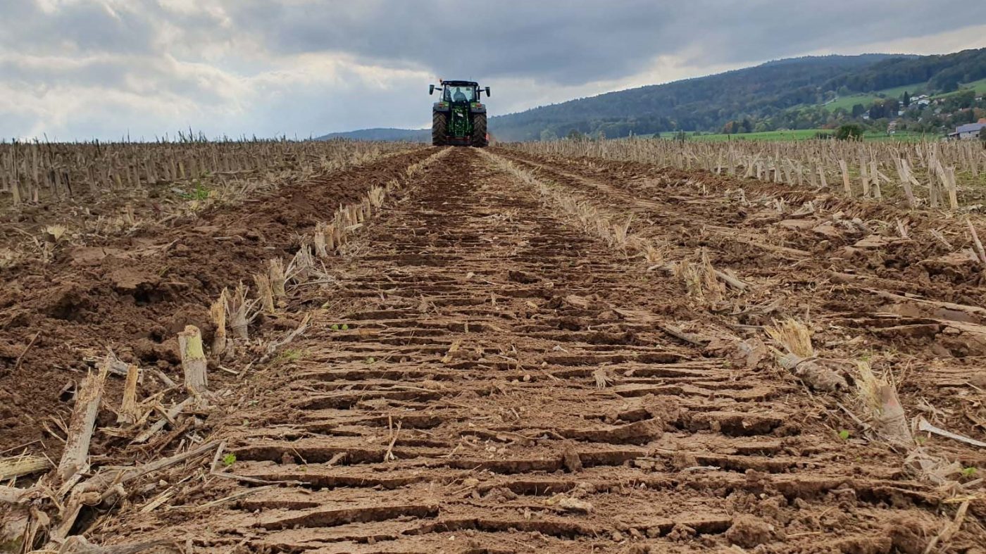 Zerfaserte Maisstoppeln auf dem Feldtag zur Maiszünslerbekämpfung